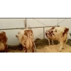 Корови молочної породи,   плем'я чистокровних Айширів